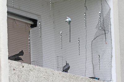 Damit die gefiederten Besucher draußen bleiben, setzen Mieter auf Netze und Plastik-Krähen.