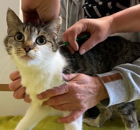 Katze Fiona nimmt das Implantieren offenbar kaum wahr. 