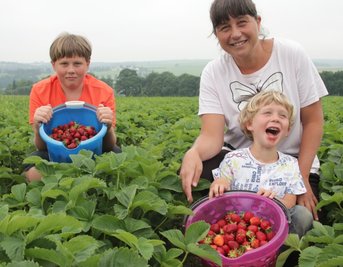 Nick (13), Katja und Nico (6) Pfeifer aus Treuen holten eimerweise Erdbeeren vom Rotschauer Feld. 