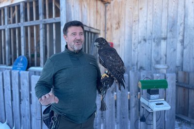 Falkner „Diddi“ Wechselberger beim Wiegen der Vögel.