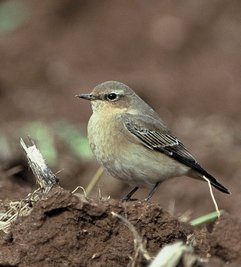 Entdeckt wurde erstmals der Vogel Steinschmätzer. 