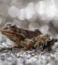 Zum ersten Mal ist der Teichfrosch gesichtet worden. 