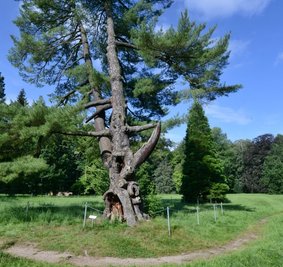 Ein Blickfang im Wechselburger Schlosspark ist die sich neigende Weymouthskiefer auf einer großen Wiese. Im Projekt für die Anlage ist unter anderem der Erhalt alter Bäume vorgesehen.