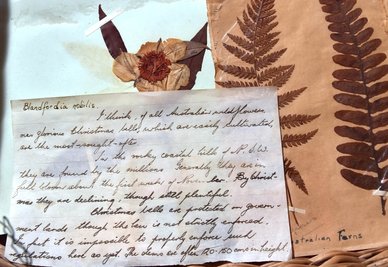  Diese Herbarien und das Schriftstück, das Auskunft gibt über die sogenannte Weihnachtsglocke, sind Originale von Amalie Dietrich. Sie gehören zu den Exponaten, die in der Gedenkstätte inSiebenlehn zu sehen sind. 