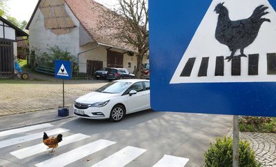 Hühnerzebrastreifen im Baden-Württembergischen Ertingen.