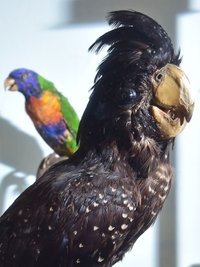  Der Rabenkakadu gehört zu den originalen Ausstellungsstücken. 