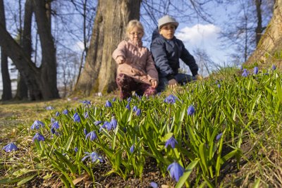 Eva (7) und Johann (9) aus Annaberg-Buchholz haben sie schon entdeckt: die Blausterne (Scilla) im Schlosspark Schlettau.