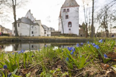 Die Frühblüher bilden in den nächsten Wochen einen blauen Teppich.