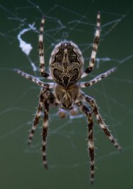 Eine Spinne hockt in ihrem Netz im Leipziger Auwald. 