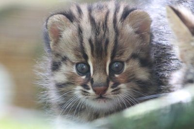 Nachwuchs bei den Kleinkatzen im Tierpark Chemnitz.