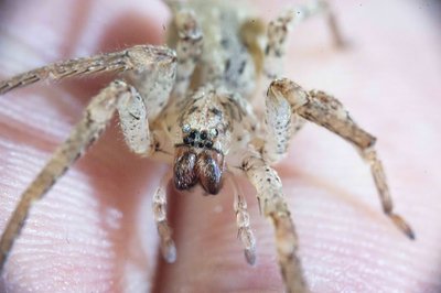 Für die Nosferatu-Spinne gibt es inzwischen auch in Sachsen mehrere Sichtungen. (Archivbild)