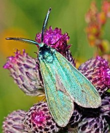 Das Ampfer-Grünwidderchen fällt dem Betrachter zuerst wegen seiner grün-blau metallisch glänzenden Flügel auf. 