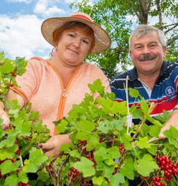 Das macht Lust aufs Naschen: Lutz Richter zeigt Gartendoktor Katrin Keiner aus Dresden in seinem Garten in Aue, wie die Johannisbeeren trotz rauer Gebirgswitterung gewachsen sind. Auch in der Hanglage gedeihen sie gut, wenn sie betreut werden und genug Platz haben.