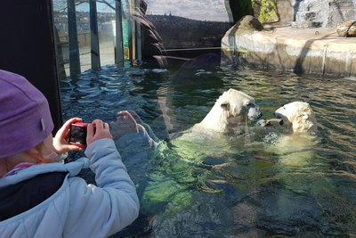 Den Eisbären kann man im Prager Zoo beim Baden zuschauen.