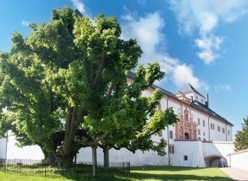 Der Überlieferung nach wurde die Linde 1421 gepflanzt und gehört somit zu einem der ältesten Bäume Deutschlands. 