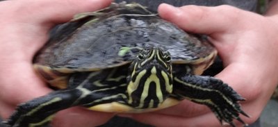 Diese Schildkröte wurde in Untermarxgrün an ein Tor gespült. 