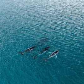 Forschende haben die Wanderung von Buckelwalen zwischen Gewässern östlich von Australien und Brasilien dokumentiert, bei denen Tiere mehr als 14.000 Kilometer zurücklegten.