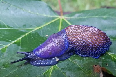 Der Blauschnegel ist eine aus den Karpaten stammende Nacktschnecke.