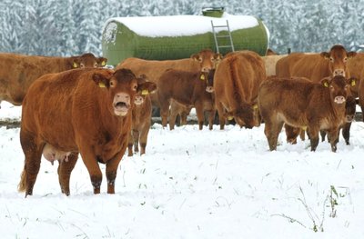 Limousin-Rinder