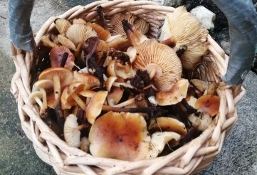 Winterpilz: ein Korb voller Samtfuß-Rüblinge. 