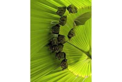 Perfekte Tarnung: Eine Fledermausfamilie versteckt sich unter einem Palmblatt.