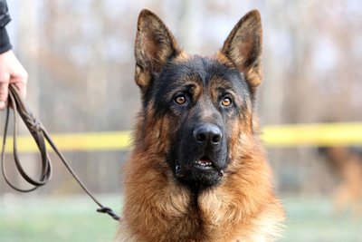 Ein deutscher Schäferhund wie dieser sorgte im Lichtenberger Ortsteil Müdisdorf für Ärger. Der Fall wurde vor dem Amtsgericht Freiberg verhandelt.