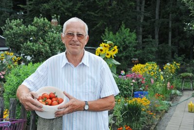 Tomatenernte vor den verbliebenen Bäumen des Stadtparks: Gerhard Fröbel darf seit vergangenem Freitag wieder auf sein Grundstück in der Kleingarten-anlage "Obst- und Gartenbau" in Meerane. Zuvor war ihm das etwa dreieinhalb Wochen lang untersagt.