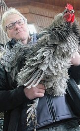 Der Strupphahn von Andreas Oertelt sieht zerzaust aus. Trotz dieser Optik handelt es sich um einen alten Landhuhnschlag. 