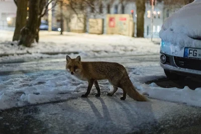 Kalojan Zlatev fotografierte diesen Fuchs mitten in der Stadt Freiberg.