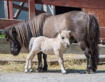 Tilda (vorn), seit einer Woche auf der Welt, ist ein Mini-Shetlandpony im Auer Zoo der Minis. Sie hat die seltene Farbe Buckskin. Wohl behütet ist die Kleine von Mutter Tarja. 