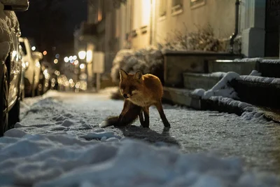 Dieser Fuchs war am Samstag auf der Hornstraße in Freiberg unterwegs.