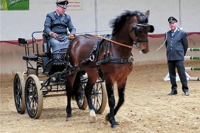 "Spursicher" bewegen sich die Hengste auch vor der Kutsche. 