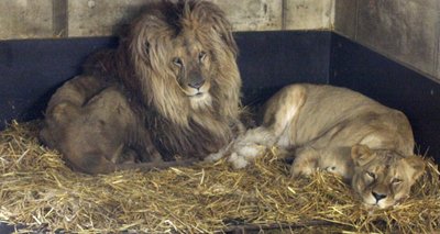 Malik und Kimba 