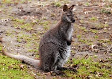 Einer der Jungs aus dem Känguru-Quintett, das seit wenigen Wochen das Gehege bewohnt. Die Jungtiere kommen aus Zoos in Duisburg, Mönchengladbach und Eisenberg und haben sich gut eingelebt. 