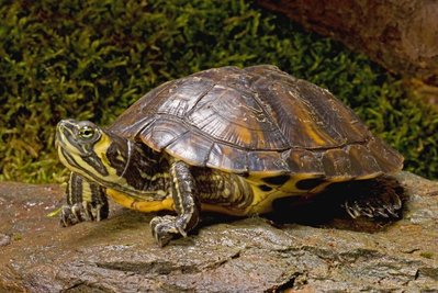 Eine Wasserschildkröte, die so aussieht, wie diese Gelbwangenschmuckschildkröte, ist im Schwanenteich in Mittweida entdeckt worden. 