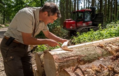 Revierleiter Mischa Schubert inspiziert geschlagenes Holz. Der Borkenkäfer hat sich schon eingenistet.