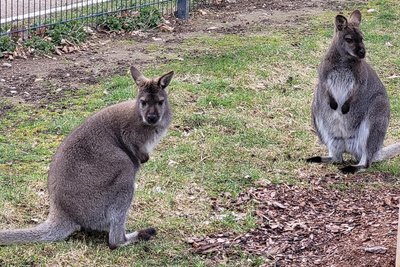 Die Kängurus im Tierpark Hirschfeld erwarten Nachwuchs.