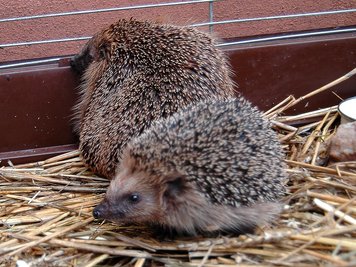 Die Polizei brachte die beiden berauschten Igel zur Ausnüchterung in den Erfurter Zoo.