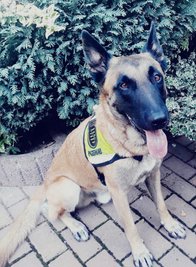 Vermisstenspürhund "Hotdog" hat eine vermisste Frau gefunden.