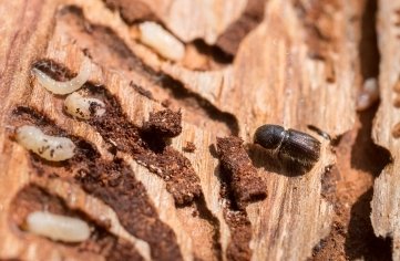 Larven und Altkäfer.