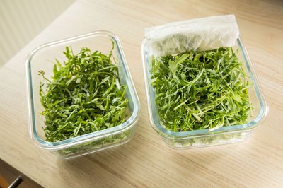 Fazit nach neun Tagen: Der Rucola mit Küchenpapier ist noch schön knackig, der andere trocken und labberig.