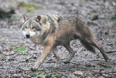 Inzwischen leben 350 Wölfe in der Schweiz. (Symbolfoto) 