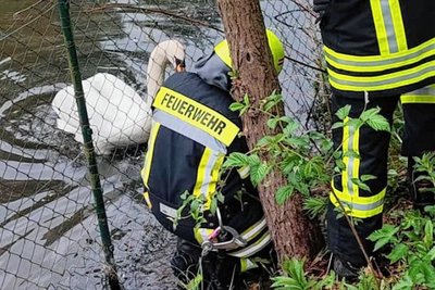 Schwan gehabt: Feuerwehr befreit Jungtier.