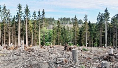 Ein Blick auf Waldabschnitte im Sternmühlental zeigt, welchen Umfang die Schäden im Baumbestand angenommen haben, die von den Stürmen des Frühjahrs hinterlassen wurden.