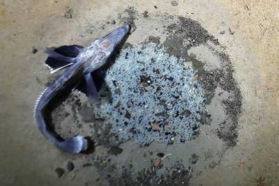 Einer von geschätzten 60 Millionen Brutplätzen im antarktischen Weddellmeer, an denen der Eisfisch seinen Nachwuchs großzieht. 