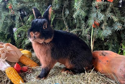 Das beste Tier bei der Jugend präsentierte Sophie Krause mit Lohkaninchen schwarz.