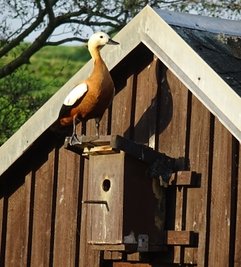 Rostgänse haben am Freitagmorgen in Bernsgrün für Aufsehen gesorgt. 