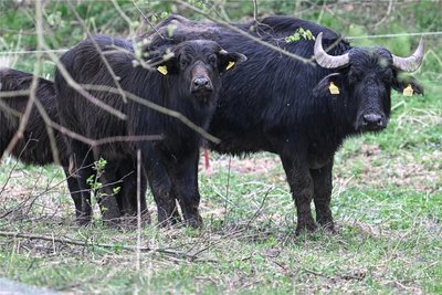Am Montag waren die Tiere noch gestresst von ihrem unfreiwilligen Sonntagsausflug und verzogen sich in eine ruhige Ecke ihrer Weide.