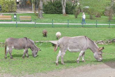 Die Esel im Freiberger Tierpark darf man nicht streicheln, aber ihren „Gesang“ darf man genießen.