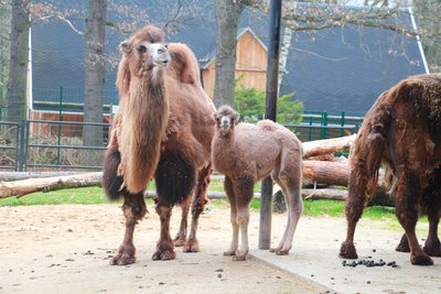 Bei den Trampeltieren des Tierparks Chemnitz gab es in der vergangenen Woche Nachwuchs.
